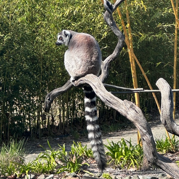 Meet your Posher, MoJo - Picture 10 of 13